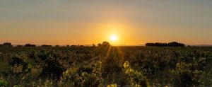 Coucher de soleil sur le vignoble de Vacqueyras