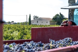 Vendanges au Domaine de la Garrigue, avec raisins récoltés au premier plan et le caveau en arrière plan