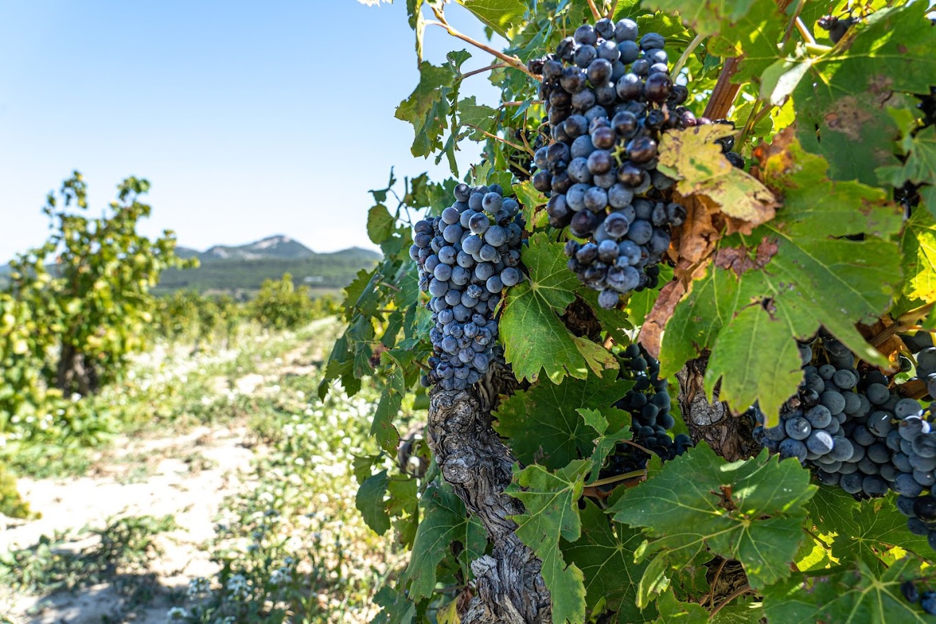 Vignes ensoleillées de raisin rouge sur l'AOP Vacqueyras en Vallée du Rhône, avec la montagne en arrière plan