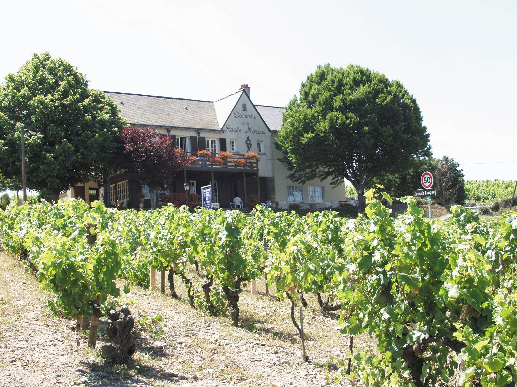 Caveau du domaine viticole de la roche Moreau, avec les vignes en premier plan