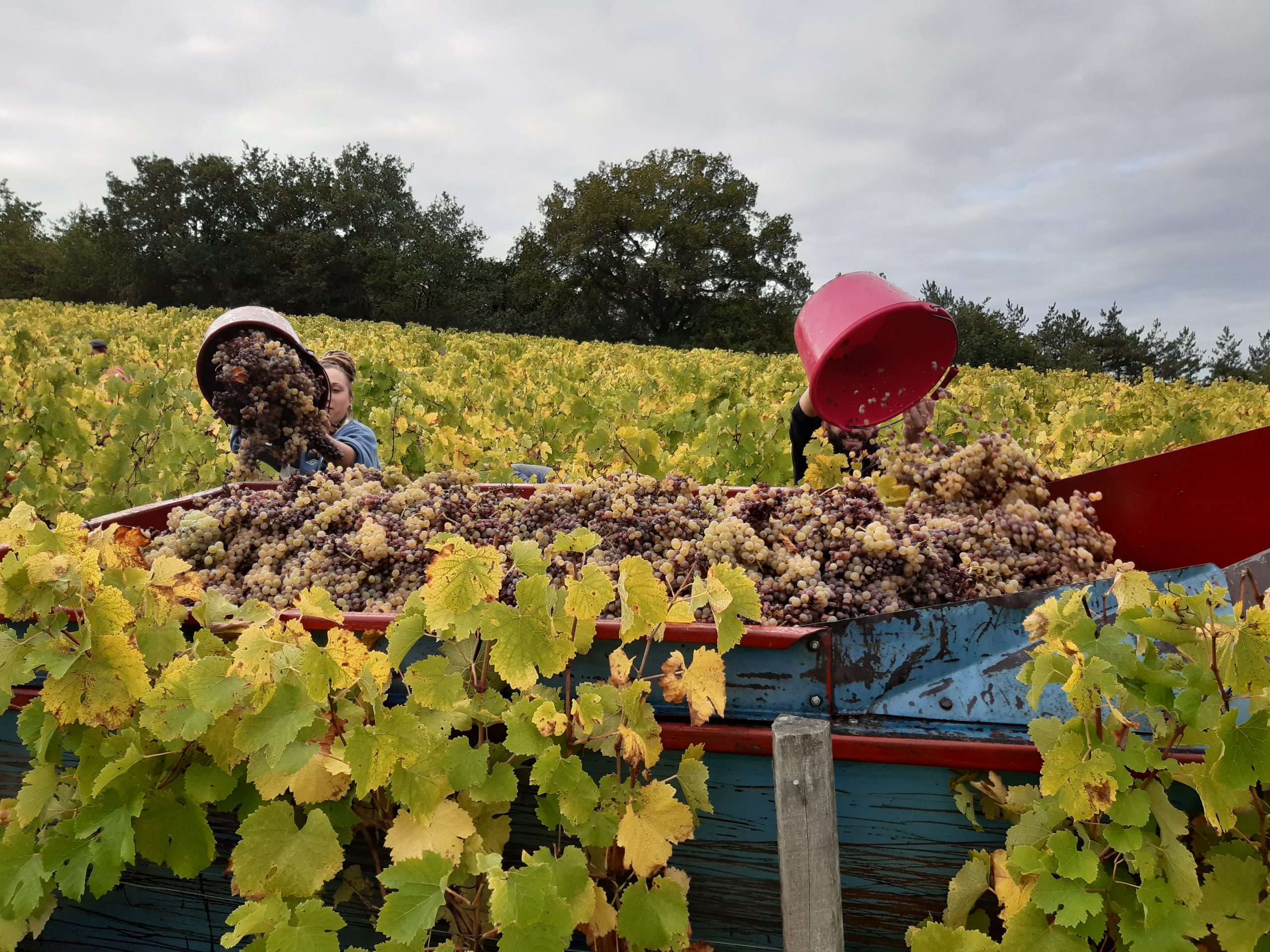 Vendanges, avec les seaux de raisins pleins