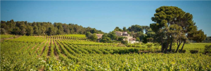 Vignes en Languedoc du Domaine viticole du Mas du Novi