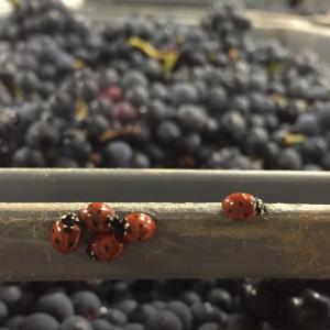 Biodiversité et raisins rouge de cépage Pinot Meunier en Champagne