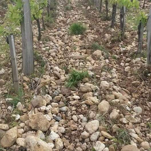 Terroir viticole argilo-calcaire sur Gaillac, vue du sol