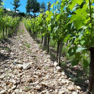 Terroir viticole de graves sur Gaillac, vue du sol