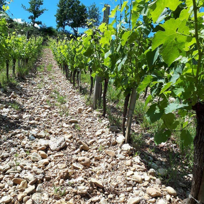 Terroir viticole de graves sur Gaillac, vue du sol