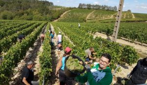 Vendanges à Chablis avec l'équipe du Domaine Grivot-Goisot dans les vignes