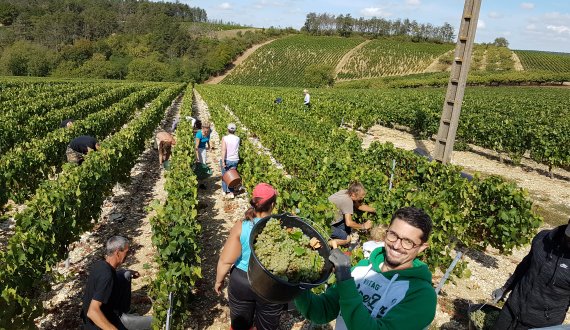 Vendanges à Chablis avec l'équipe du Domaine Grivot-Goisot dans les vignes