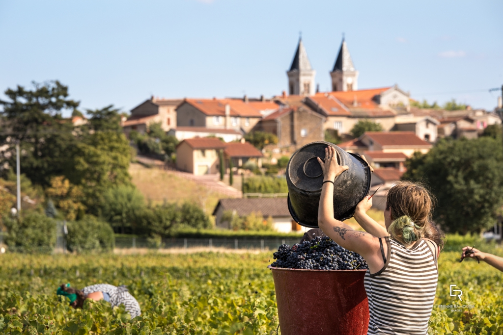 Une vendangeuse dans le Beaujolais qui verse sur seau de raisin gamay, avec vue sur le village et son Eglise en arrière plan.