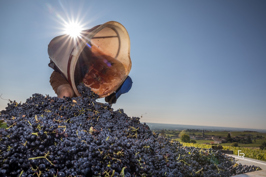 Vendanges manuelles dans le Beaujolais, panier de raisins rouge gamay versé avec le soleil en arrière plan