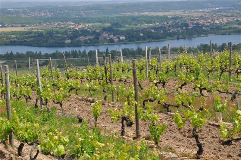 Vignes de Saint Joseph avec en arrière plan le fleuve du Rhône
