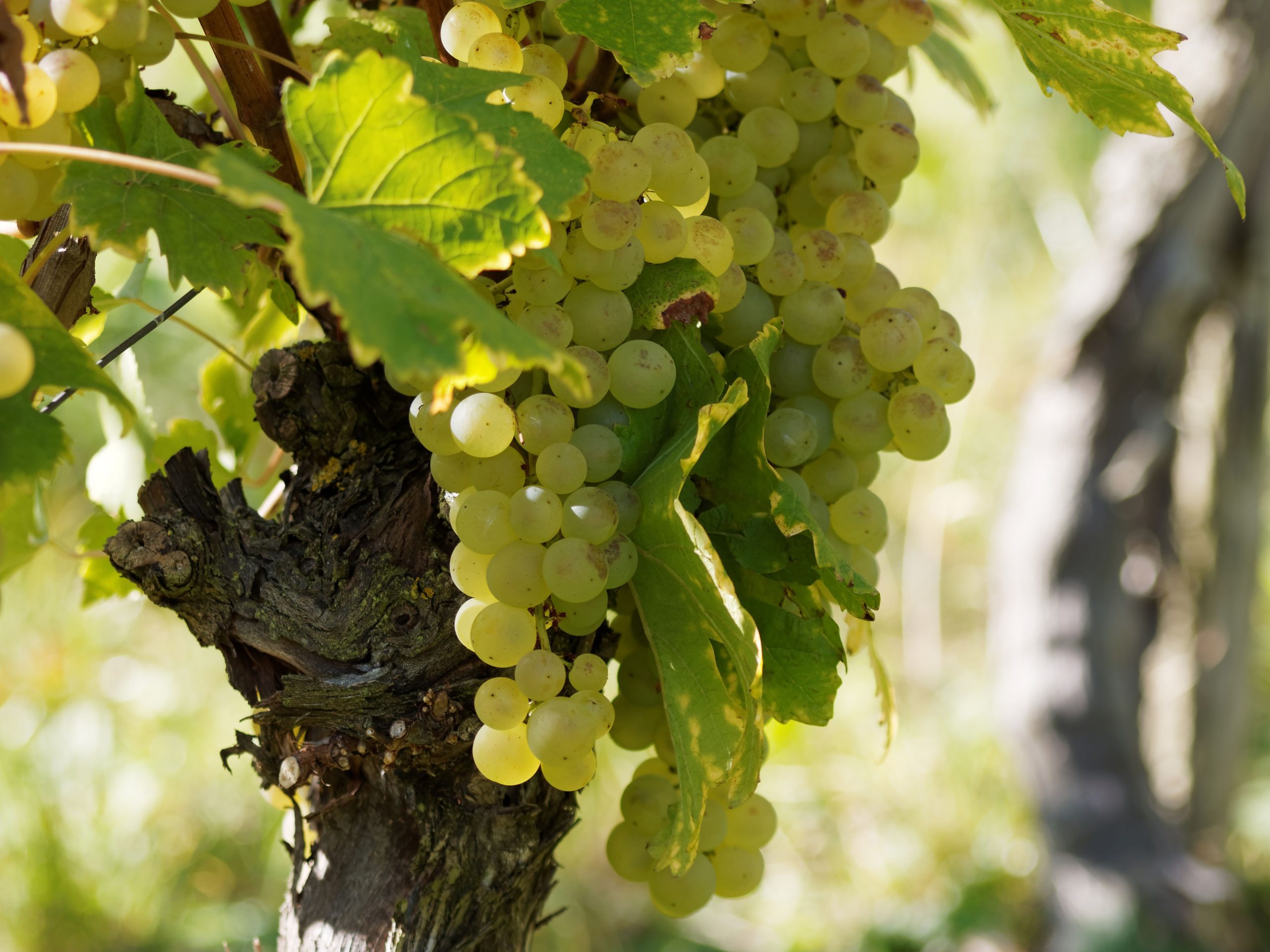 Vigne de cépage blanc chenin en Vallée de la Loire