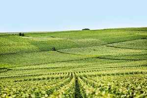 Vignes en Champagne