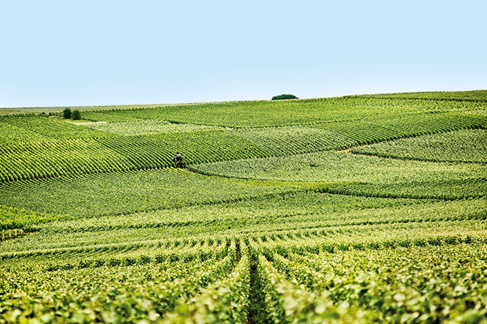 Vignes en Champagne