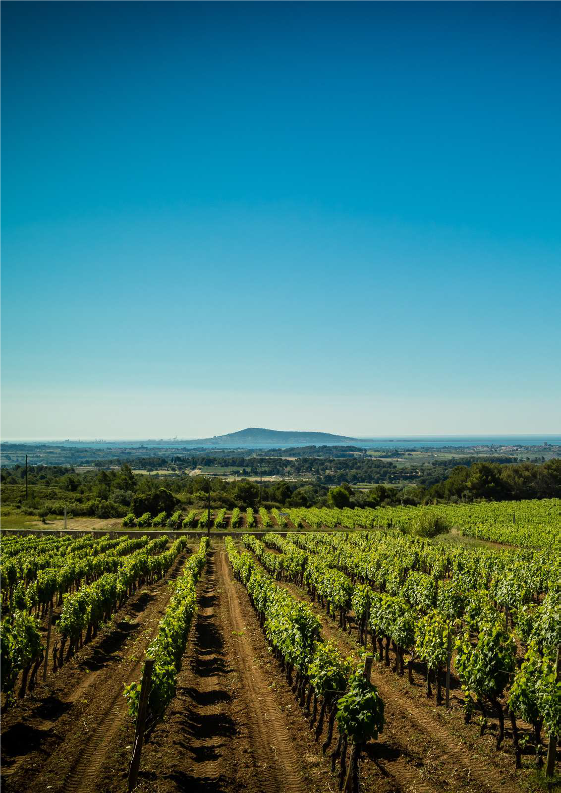 Vignes en Languedoc, avec vue sur la mer Méditerranée en arrière plan
