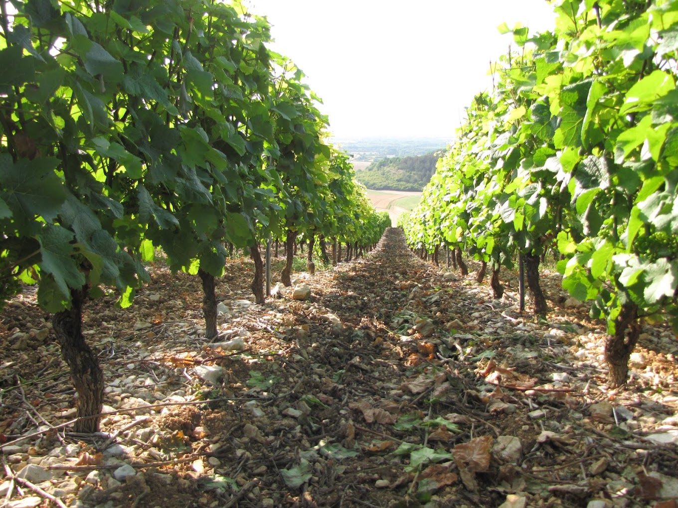 Rang de Vignes sur Chablis appartenant au Domaine Grivot Goisot, vue du haut du côteau