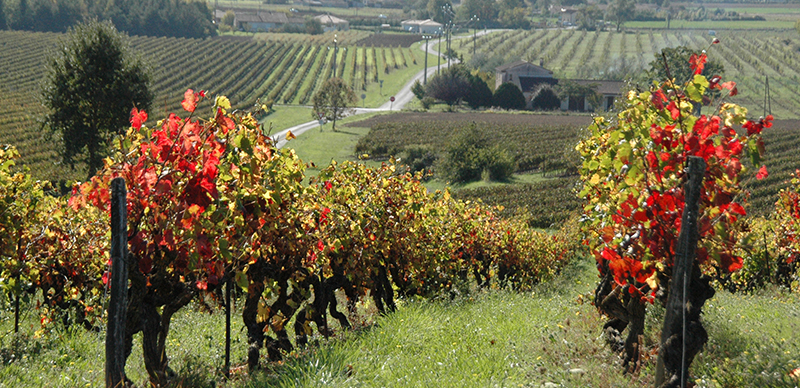 Vignoble de Gaillac à l'automne, vue du haut du côteau
