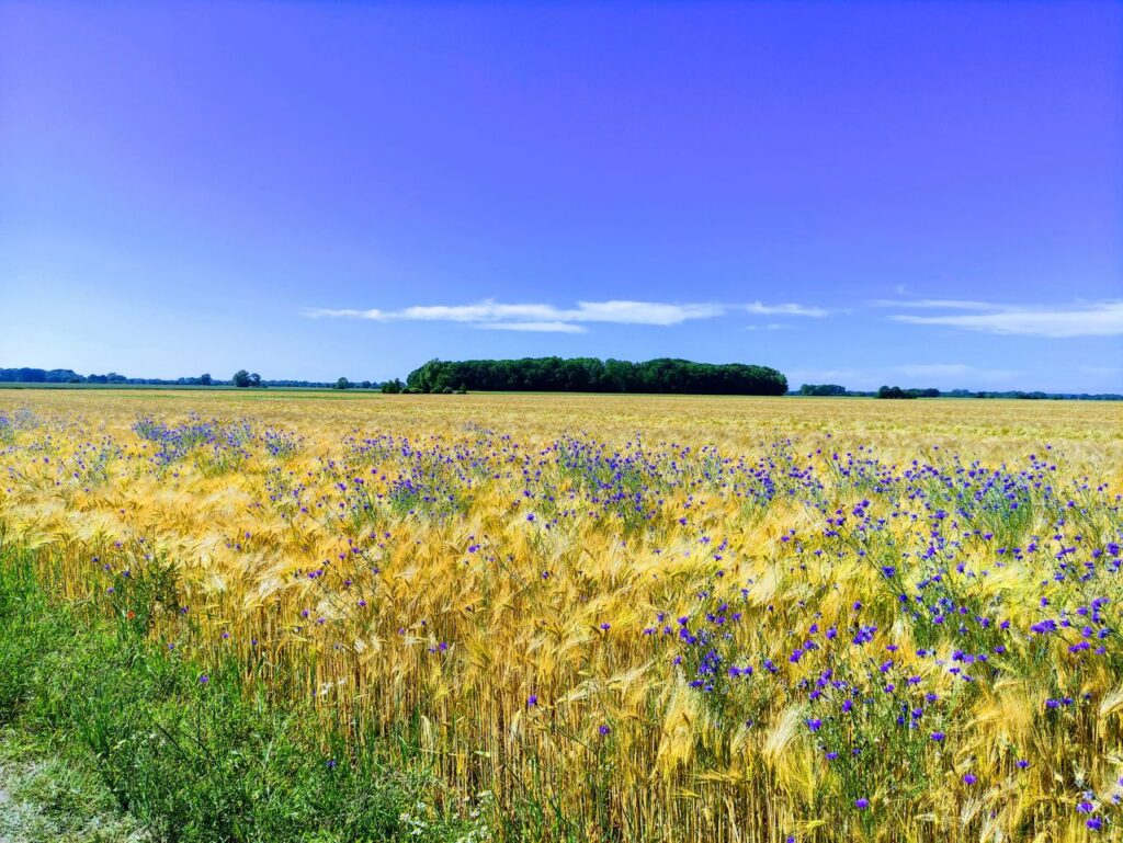 A vibrant summer landscape featuring wheat fields and cornflowers under a clear blue sky.